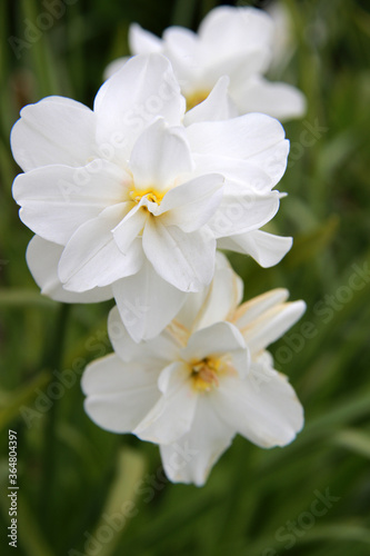 beautiful white yellow daffodil flowers