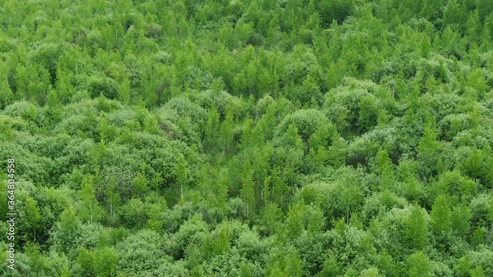 forest texture aerial. drone shot of tree tops - abstract texture background. beautiful green forest. nature landscape. forest texture aerial. drone shot of tree tops - abstract texture background. beautiful green forest. nature landscape.