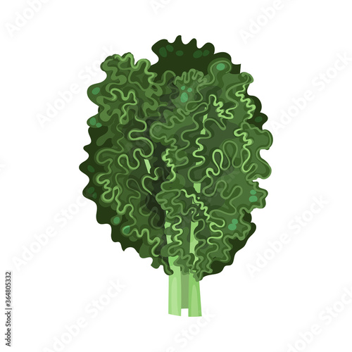Green Kale or Cow Cabbage as Raw Salad Ingredient Vector Illustration