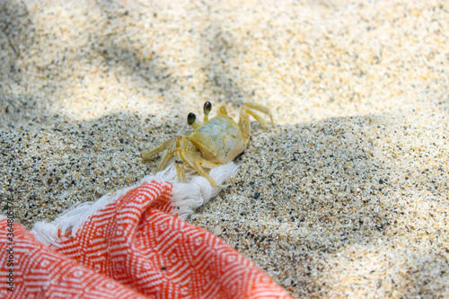 Little crab walking on the white sandy beach in Tayrona National Park in Colombia photo