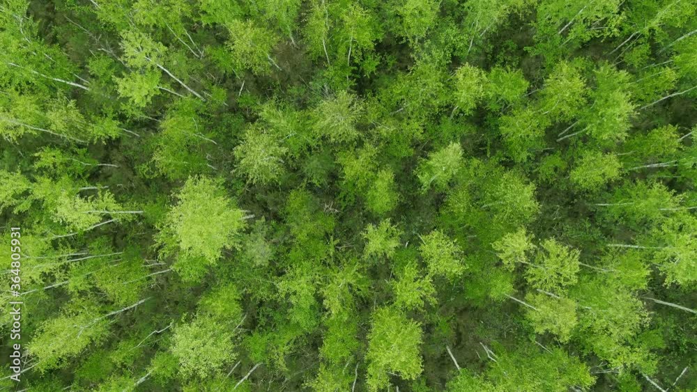 forest texture aerial. drone shot of tree tops - abstract texture background. beautiful green forest. nature landscape. forest texture aerial. drone shot of tree tops - abstract texture background. beautiful green forest. nature landscape.