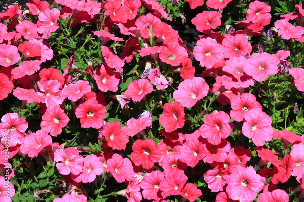 Close-Up Of Pink Flowers On Field