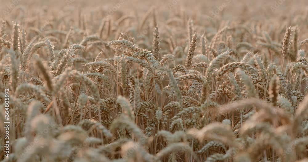 dry field in the wind dry field in the wind