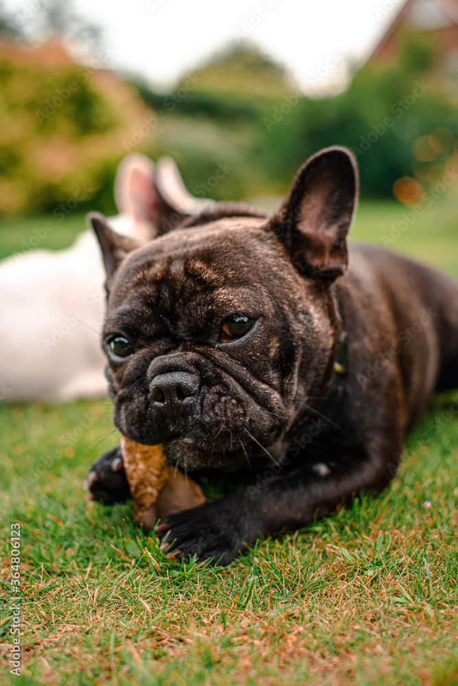 French Bulldog - Portrait 5