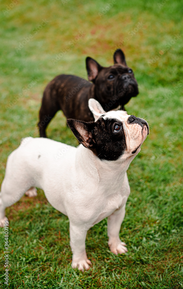 French Bulldogs: attention2