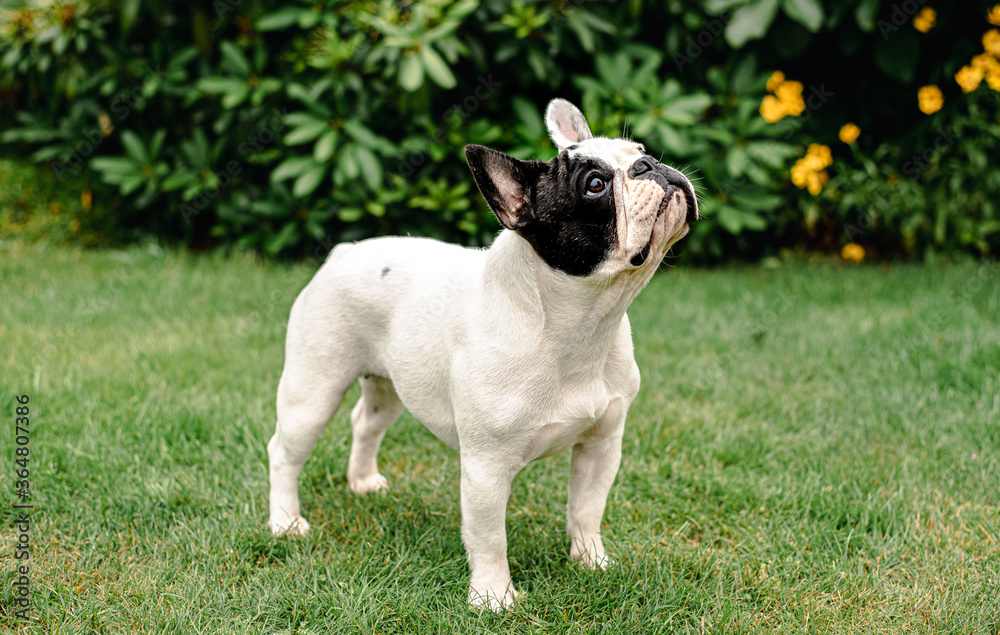 French Bulldog: standing2 French Bulldog: standing2
