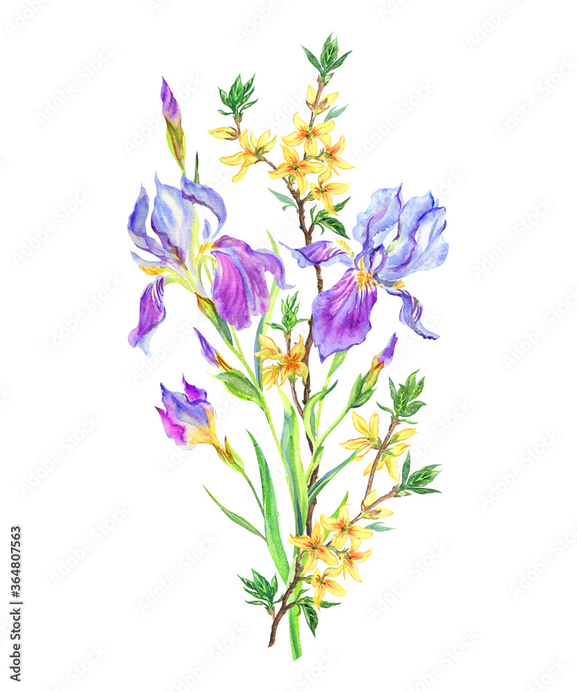 Bouquet with irises and forsythia, watercolor painting on a white background. isolated. Floral illustration for postcards, posters, tableware decor and other designs.