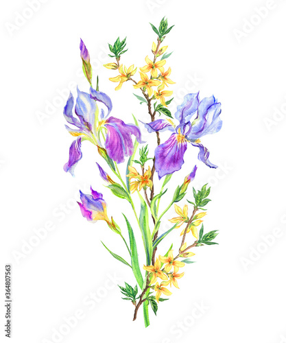 Bouquet with irises and forsythia, watercolor painting on a white background. isolated. Floral illustration for postcards, posters, tableware decor and other designs. © Ollga P