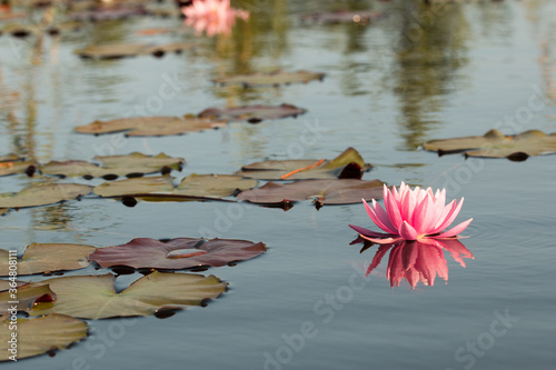 Lotus et nénuphares sur le lac d'Hourtin en gironde photo