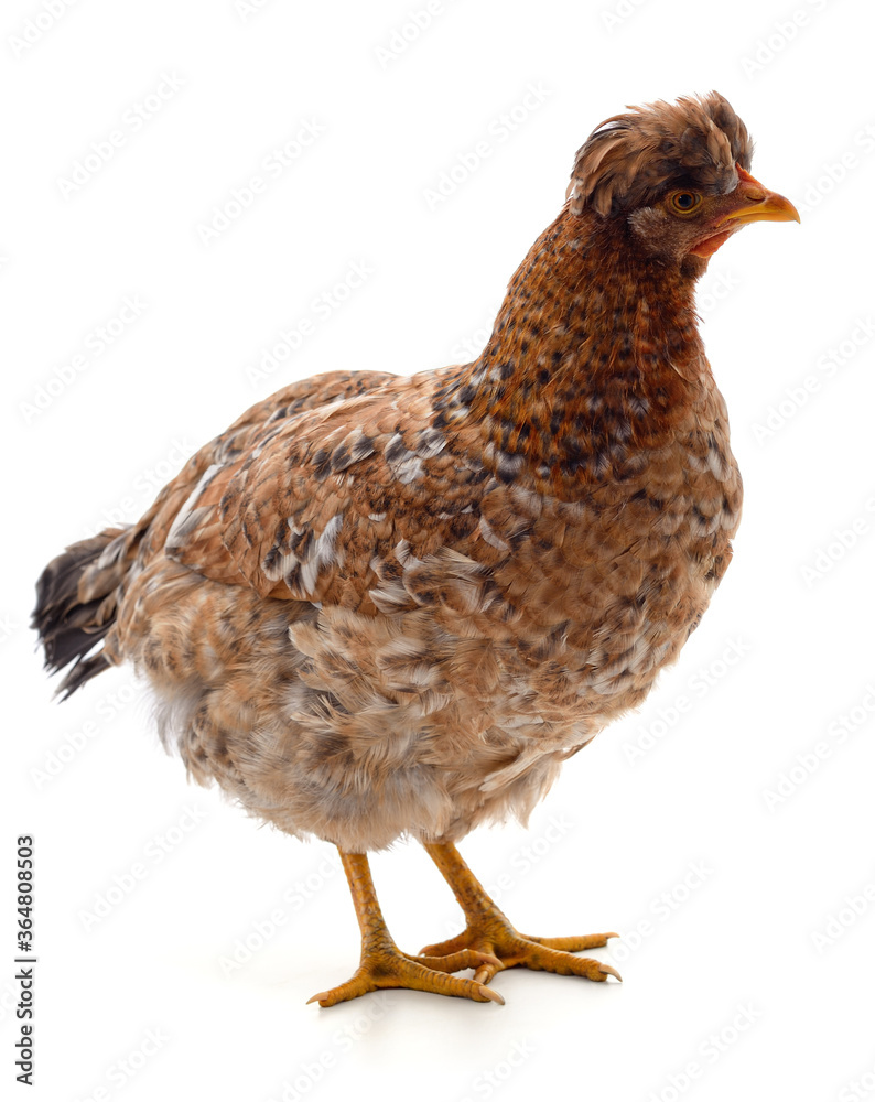 One brown chicken. One brown chicken.