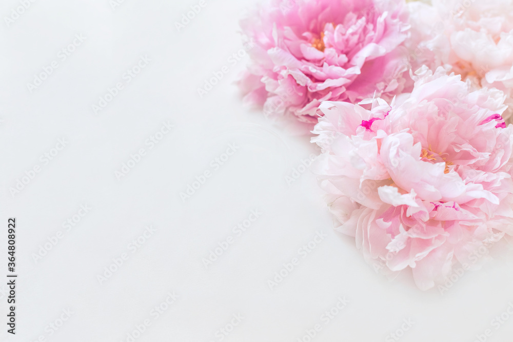 Pink peonies background in pastel colors. Pink peonies background in pastel colors.