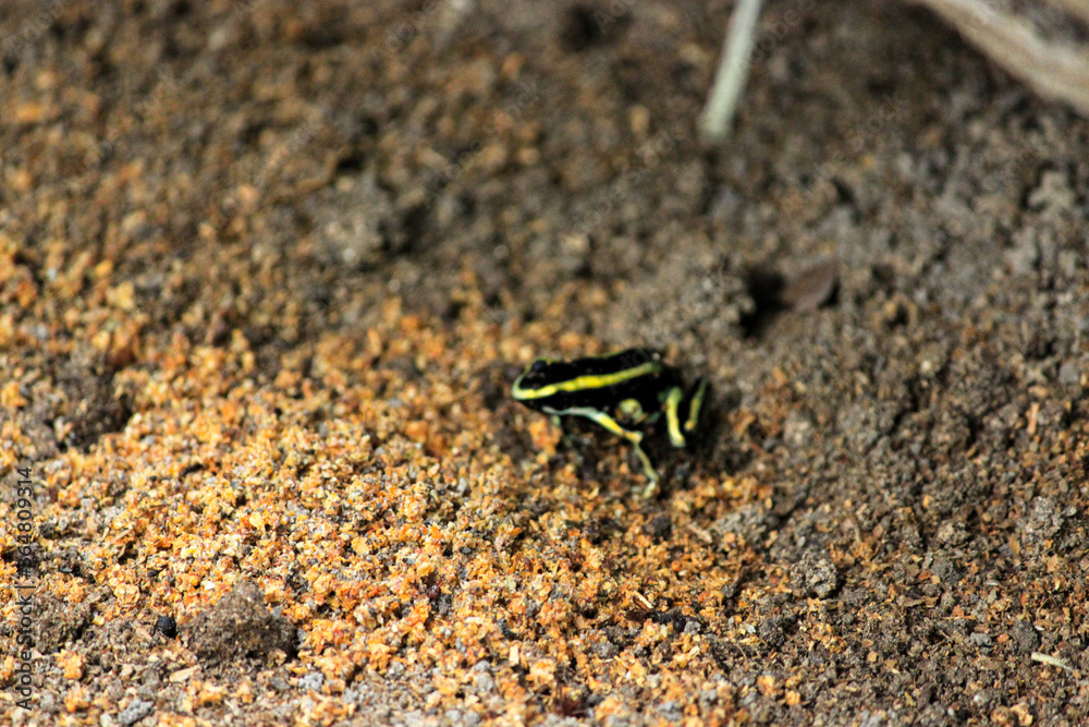 Yellow banded poison dart frog (Dendrobates Leucomelas) a poisonous animal from the tropical Amazon jungle of Leticia in Colombia Yellow banded poison dart frog (Dendrobates Leucomelas) a poisonous animal from the tropical Amazon jungle of Leticia in Colombia
