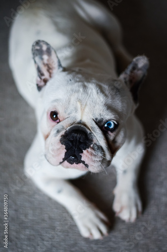 Fototapeta Naklejka Na Ścianę i Meble -  French Bulldog: Heterochromie 