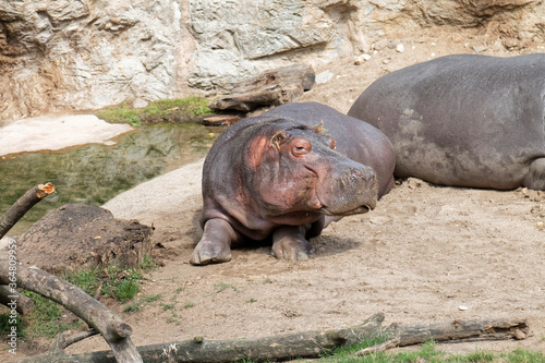Cuadro en lienzo Animals - resting hippo.