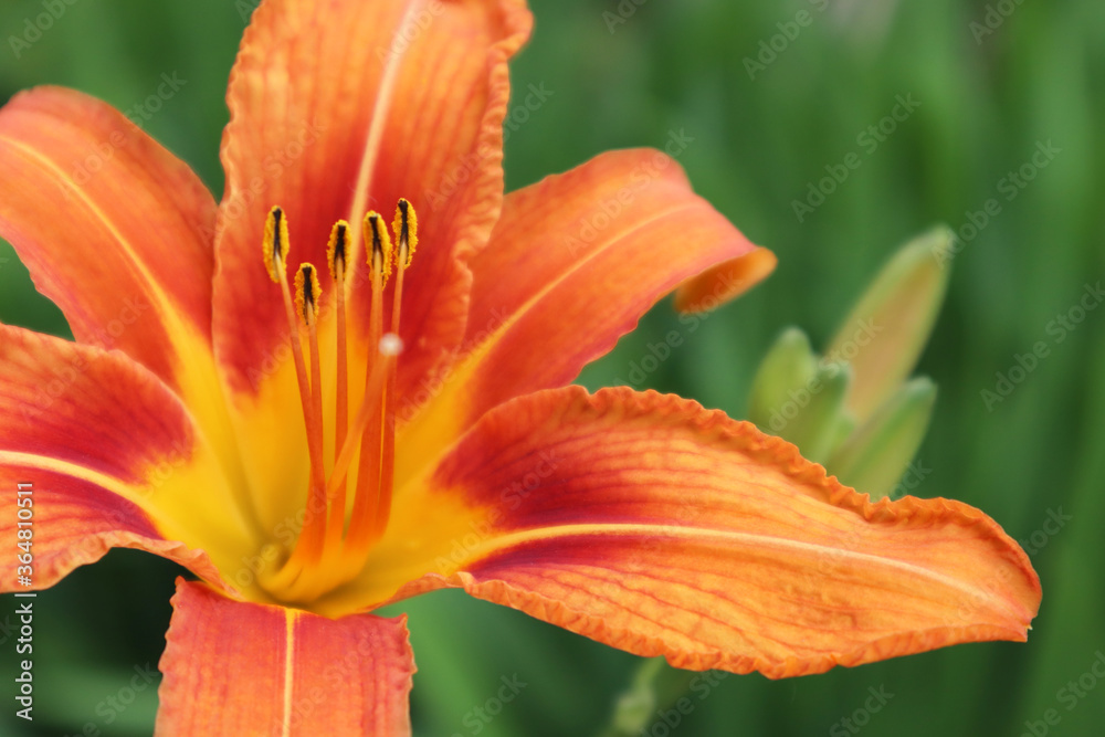 Orange lily flowers on a green background. Summer concept. Selective focus. Close-up. Orange lily flowers on a green background. Summer concept. Selective focus. Close-up.