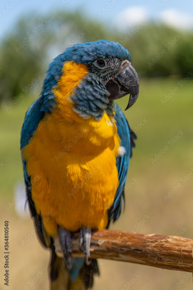 Fototapeta premium Portrait colorful Macaw parrot on a branch. This is a bird that is domesticated and raised in the home as a friend