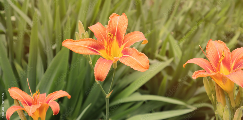 Orange lily flowers on a green background. Summer concept. Selective focus. Banner.