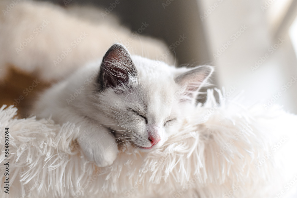 Ragdoll Kitten: sleepy