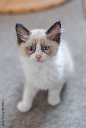 Ragdoll Kitten: portrait