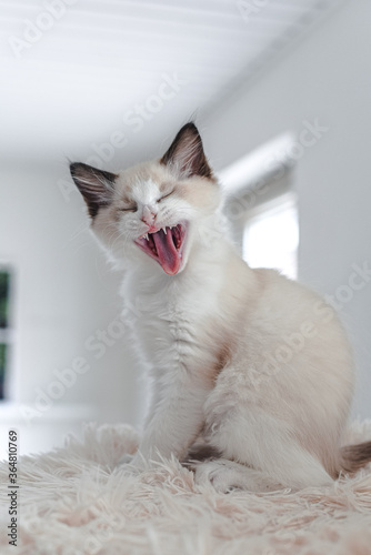 Ragdoll Kitten: jawning