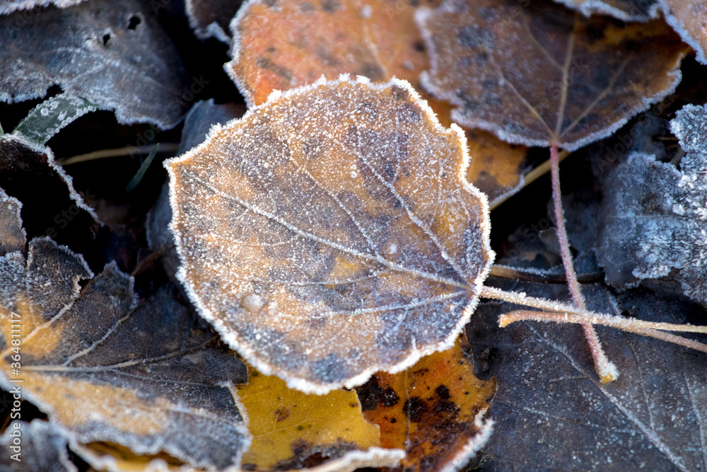 Frost-covered dry fallen leaves on the ground