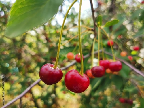 cherries on a tree