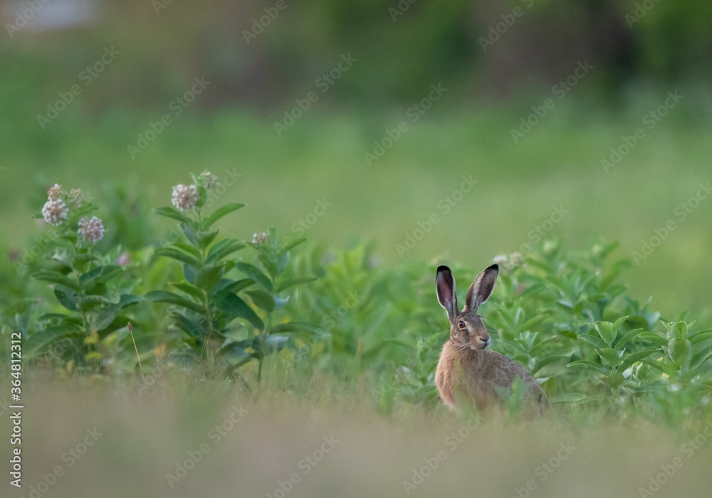 European wild rabbit on meadow European wild rabbit on meadow