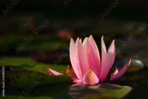 A pink water lily on the pond with green leaves