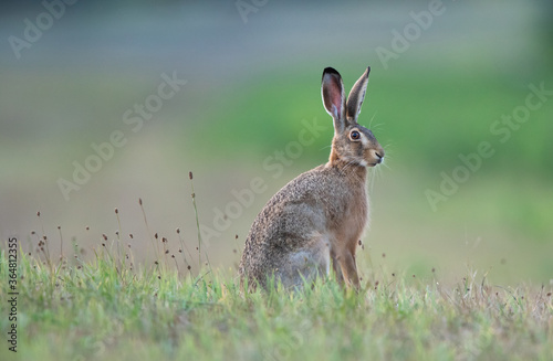 European wild rabbit on meadow