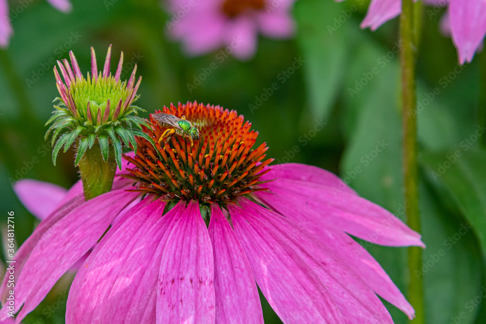 Bee pollinating purple coneflower bloom in garden in summer Bee pollinating purple coneflower bloom in garden in summer