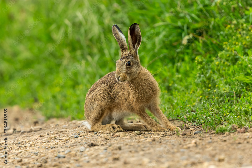 Leveret or young hare in early summer, sat on a farm track, facing left in natural habitat with lush green vegetation. Horizontal. Space for copy. Leveret or young hare in early summer, sat on a farm track, facing left in natural habitat with lush green vegetation. Horizontal. Space for copy.