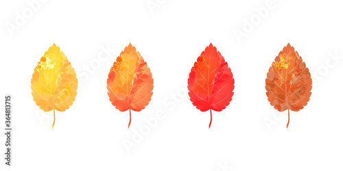 Autumn leaf isolated on white	
