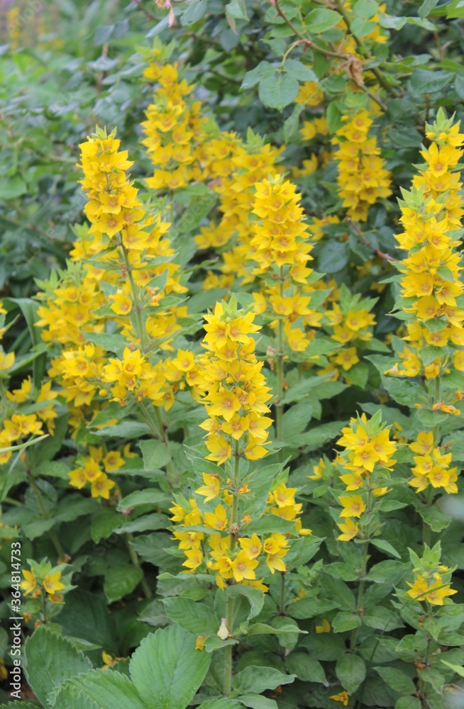 Lysimachia with yellow flowers grows in a flower bed in the park.