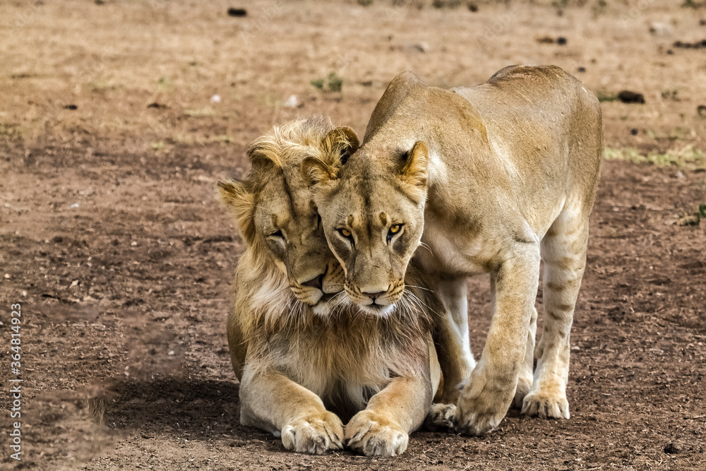 Male and female lion in affectionate encounter Male and female lion in affectionate encounter