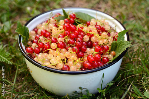 Red and white currants in a bowl on a background of grass.