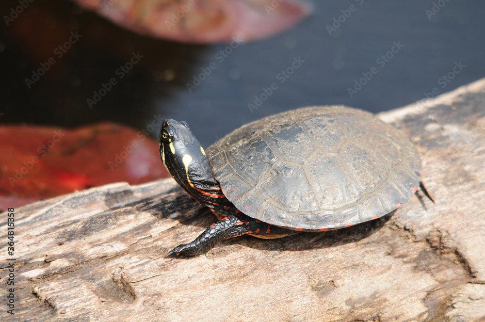 Obraz premium Turtle Painted Photo. Painted turtle on a log in the pond with lily pads displaying its turtle shell, head, paws in its environment and surrounding. Image. Portrait. Picture.