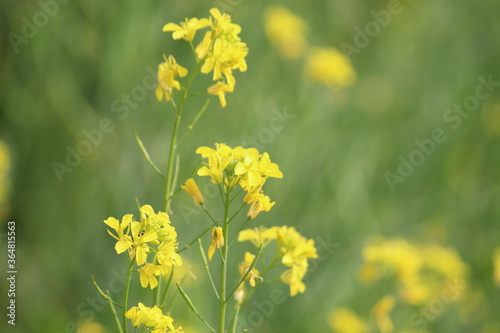 Mustard plant and yellow flowers with blue green foliage background.