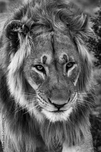 Male lion close up monochrome