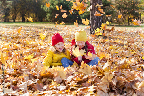 Children two cute toddler girls having fun with yellow leaves on sunny warm day in autumn, kids throw leaves, young friends play activity fall concept outdoors.