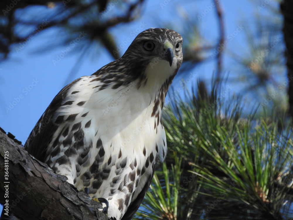 Naklejka premium Red Shouldered Hawk