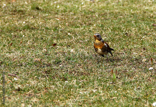 Bird (fieldfare/Turdus pilaris) on a ground