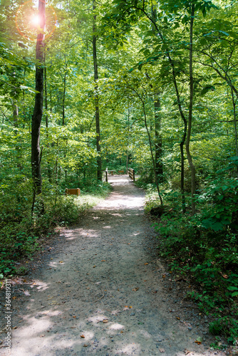 path in the forest among green trees