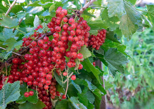 Red currant berries on branch with drops after rain. Concept of nature, organic food and gardening. A copy space for your text