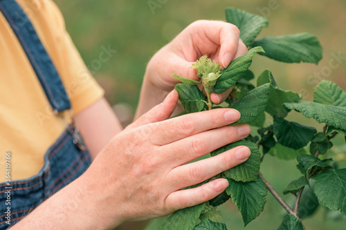 Female farmer examining hazelnut fruit in organic orchard