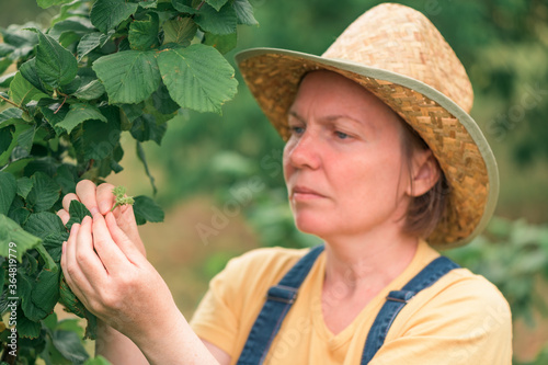 Female farmer examining hazelnut fruit in organic orchard
