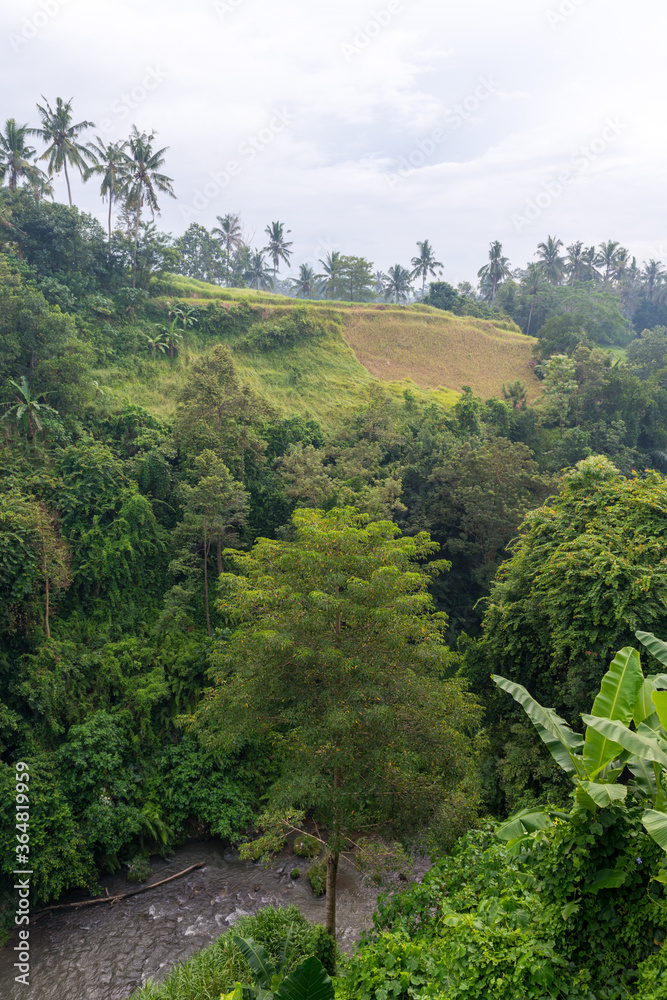 Lush jungle at Bali