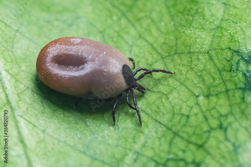 A dangerous parasite and infection carrier mite sitting on a green leaf