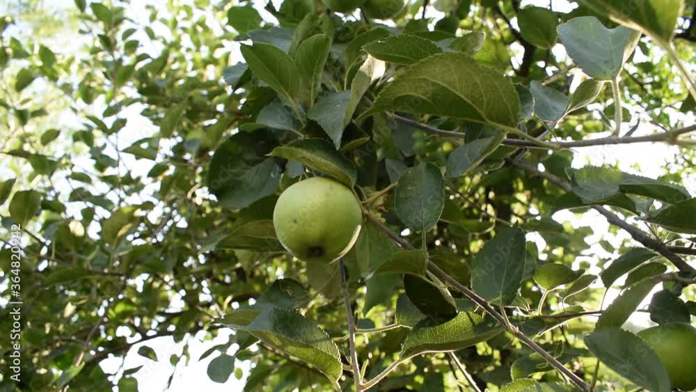 Fresh raw organic green apples hanging on apple tree. Fresh raw organic green apples hanging on apple tree.