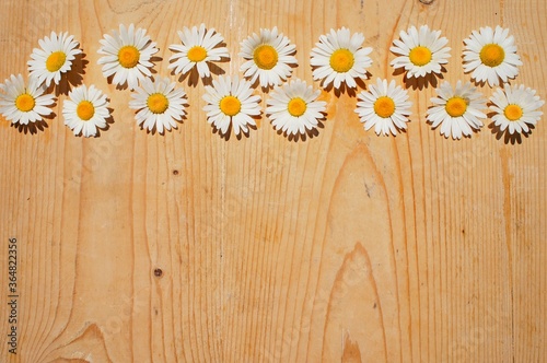 daisies on wooden background copy space