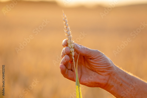 Sprouts of wheat in the hands of the farmer. Farmer walking across the field checking wheat crop.
